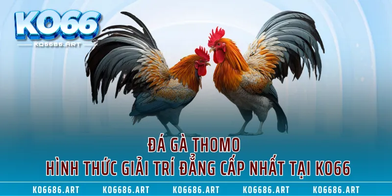 Đá Gà Thomo - Hình Thức Giải Trí Đẳng Cấp Nhất Tại KO66